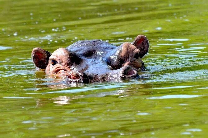 2-Day Wildlife Safari in Lake Mburo National Park - Why This Tour Offers Great Value