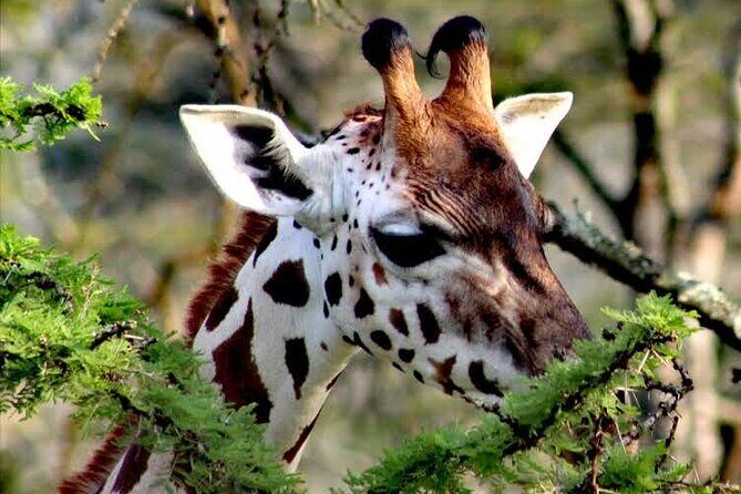 2-Day Wildlife Safari in Lake Mburo National Park - Practical Tips for Travelers