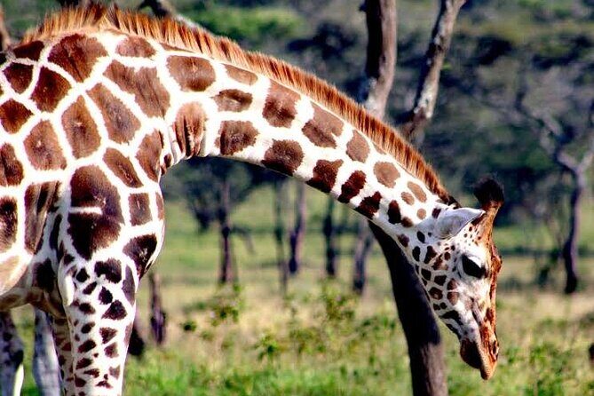 2-Day Wildlife Safari in Lake Mburo National Park - Authentic Experiences Reported by Travelers