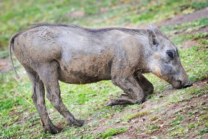 2-Day Wildlife Safari in Lake Mburo National Park - Final Thoughts: Who is This Tour Best For?