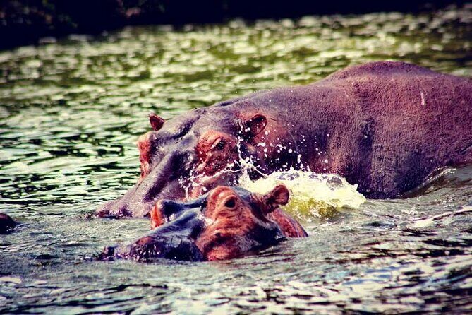 2-Day Wildlife Safari in Lake Mburo National Park - FAQs
