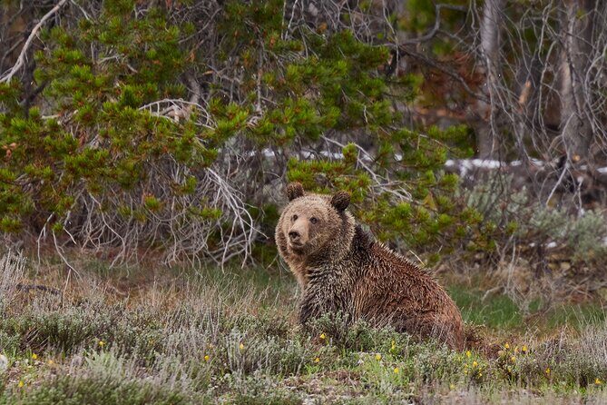 2-Day Yellowstone National Park Upper and Lower Loop Exploration - Who Is This Tour Best Suited For?