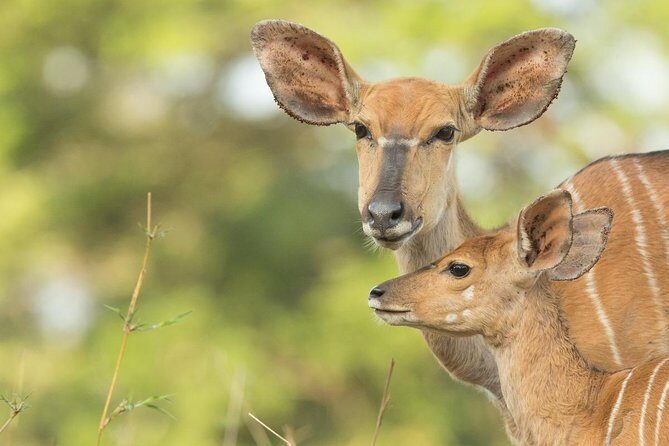 2 Day Zulu Safari Adventure from Durban - Why This Tour Works Well