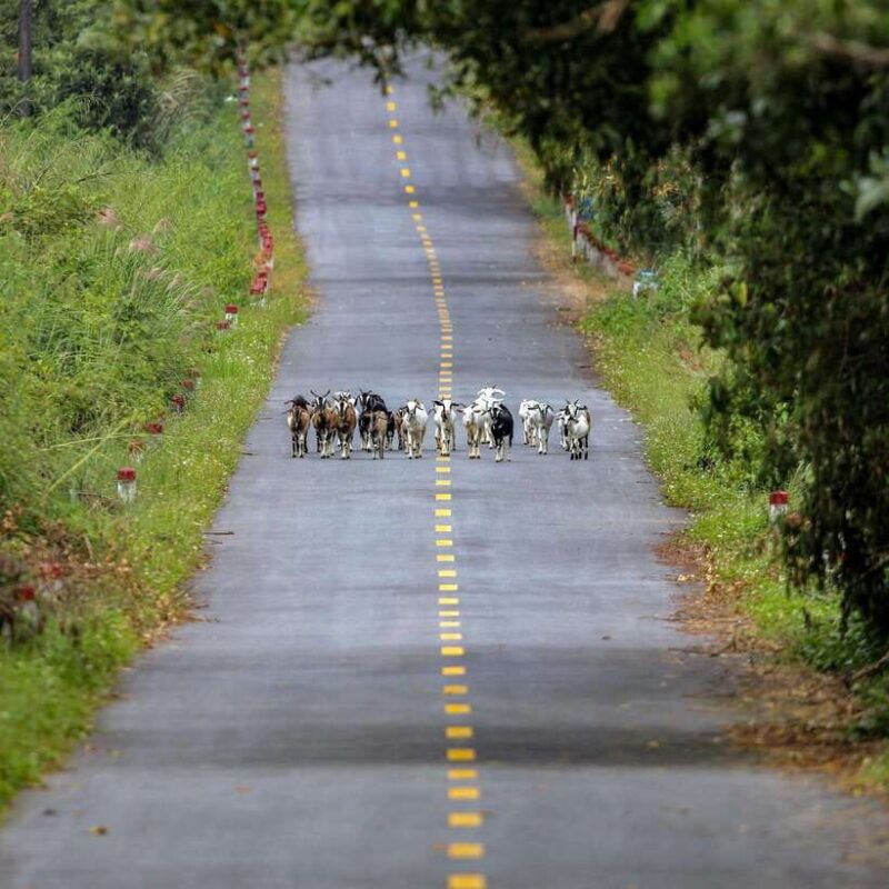 2-days-1-night-adventure-cat-ba-national-park-lan-ha-bay