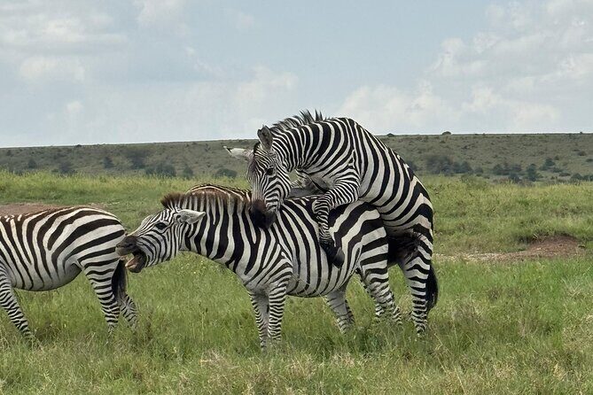 2 Days 1 Night Amboseli National Park Private Safari. - What Makes This Tour Stand Out?