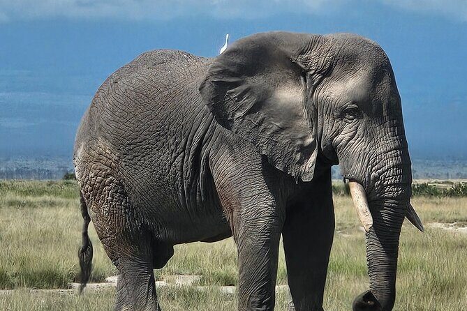 2 Days 1 Night Amboseli National Park Private Safari. - Pricing and Value