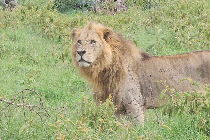 2 Days 1 Night Amboseli National Park Private Safari. - FAQ