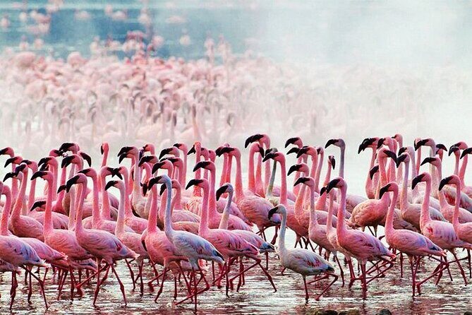 2 Days 1 Night Amboseli National Park Safari from Nairobi - Key Points