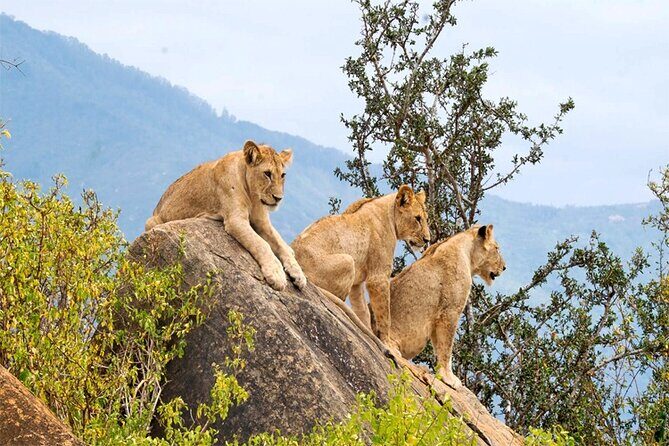 2 Days 1 Night Amboseli National Park Safari from Nairobi - An Authentic Kenyan Wildlife Experience in Brief