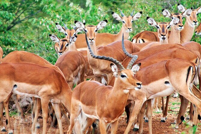 2 Days 1 Night Amboseli National Park Safari from Nairobi - Final Thoughts: Is This Safari Worth It?