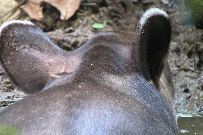 2-days-1-night-corcovado-jungle-adventure-sirena-ranger-station