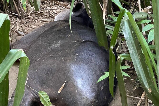 2-days-1-night-corcovado-jungle-adventure-sirena-ranger-station