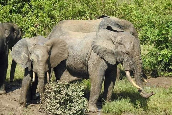 2 Days (1 night) Elephants Safari at Mole Park with Round - trip flights - Exploring the 2 Days (1 Night) Elephants Safari at Mole Park with Round-Trip Flights