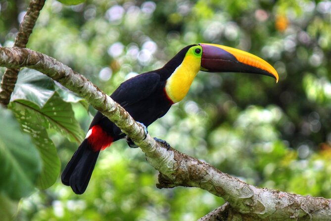 2-days-1-night-in-corcovado-sirena-from-drake-bay
