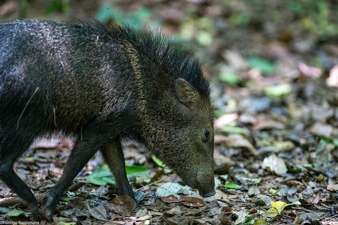 2-days-1-night-in-corcovado-sirena-from-puerto-jimenez