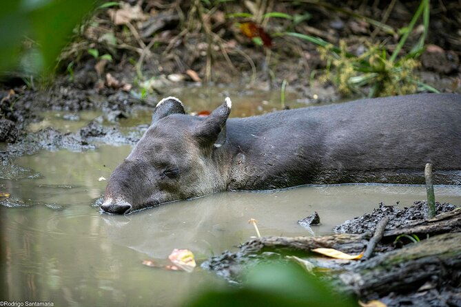 2-days-1-night-in-corcovado-sirena-from-puerto-jimenez