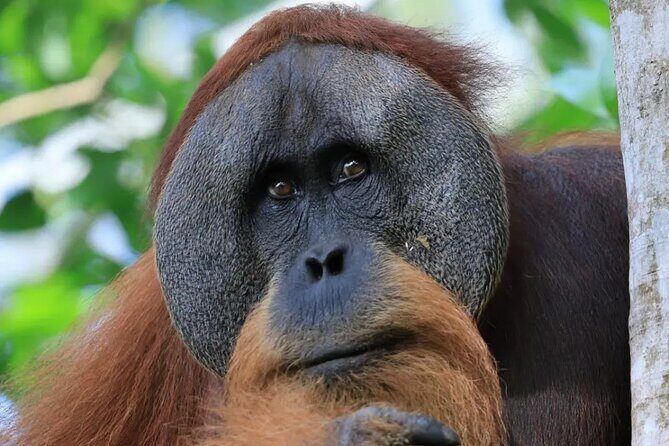 2 Days 1 Night in THE JUNGLE Mount Leuser ( See ORANGUTAN) - The Experience in Detail