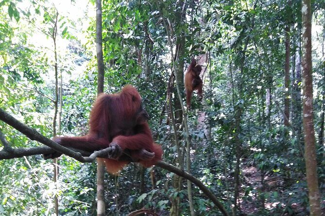 2 Days 1 Night in THE JUNGLE Mount Leuser ( See ORANGUTAN) - FAQ