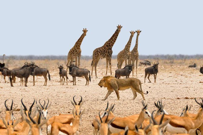 2 Days / 1 Night Join group safari - Why Choose This Safari?