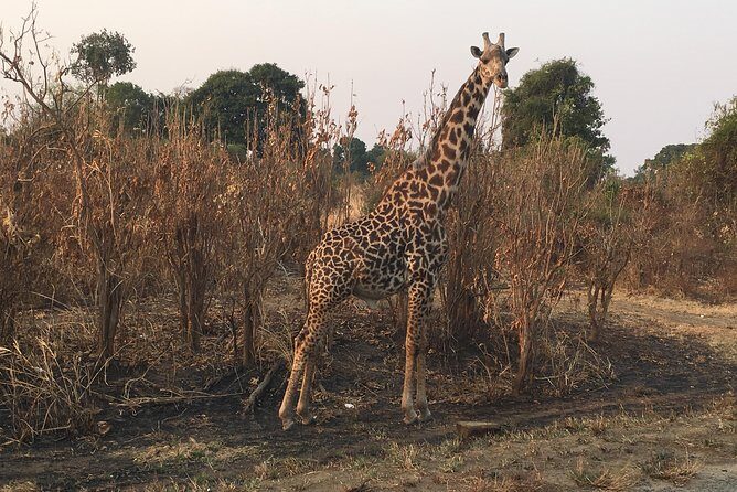 2 Days 1 Night Mikumi National Park - The Experience from the Guides and Guest Perspectives