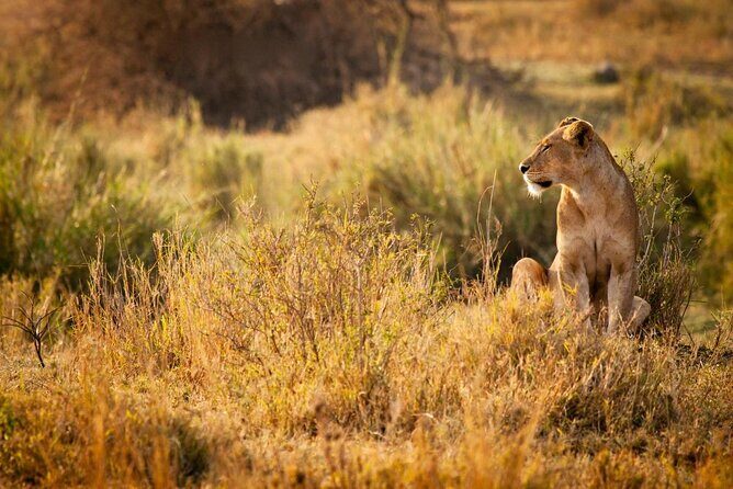2 Days 1 Night Mikumi National Park from Dar es salaam - Key Points