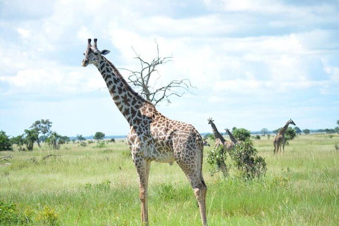 2 Days 1 Night Mikumi National Park from Dar es salaam - The Itinerary: What You Can Expect