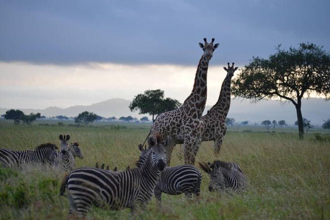 2 Days 1 Night Mikumi National Park from Dar es salaam - The Sum Up
