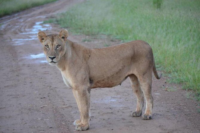 2 Days 1 Night Mikumi National Park from Dar es salaam - FAQs