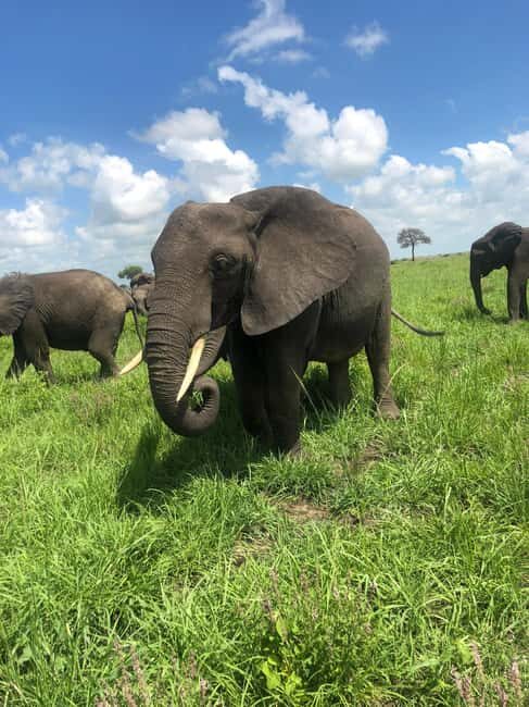 2 days 1 night Mikumi National park:private Safari - Key Points