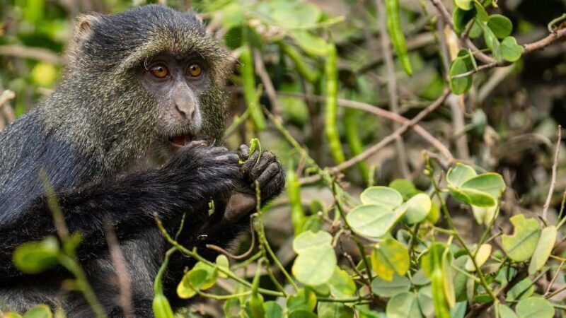 2 Days 1 night Mikumi NP Sharing safari: from Dar es Salaam - Accommodation and Comfort