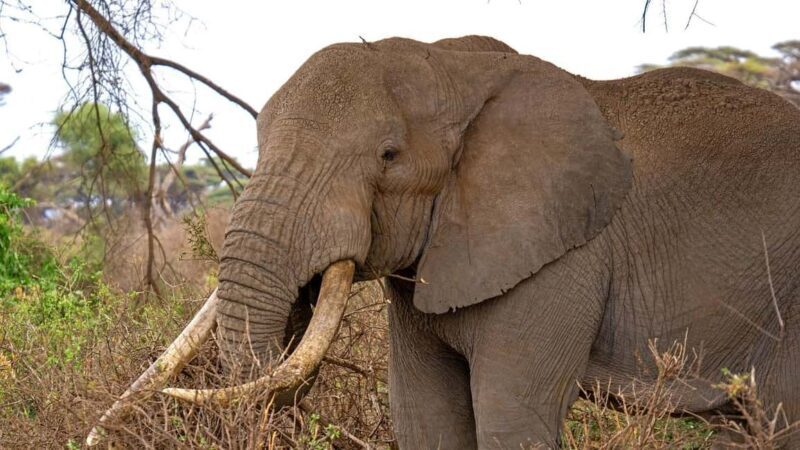 2 Days 1 night Mikumi NP Sharing safari: from Dar es Salaam - Authentic and Enriching Cultural Experience