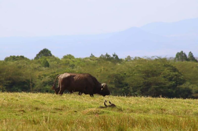 2 Days 1 Night Mikumi Np wildlife safari from Dar es salaam - Discover the 2 Days 1 Night Mikumi National Park Safari from Dar es Salaam