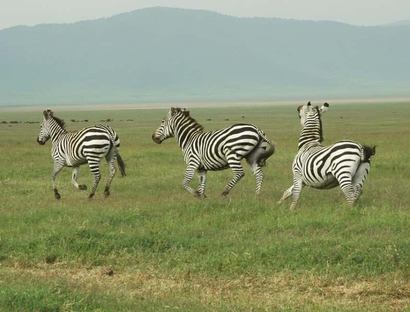 2 Days 1 Night Mikumi Np wildlife safari from Dar es salaam - Key Points