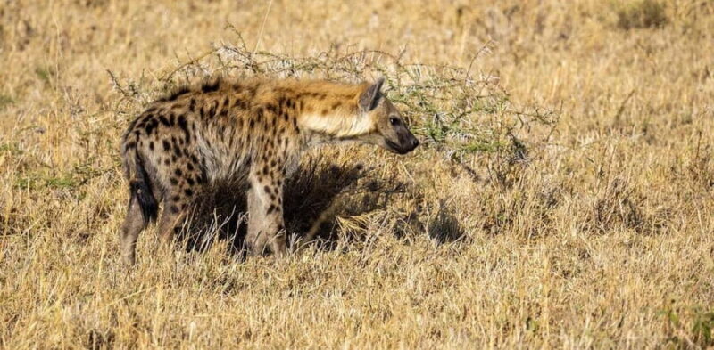 2 Days 1 Night Mikumi Np wildlife safari from Dar es salaam - Final Thoughts: Who Should Consider This Safari?