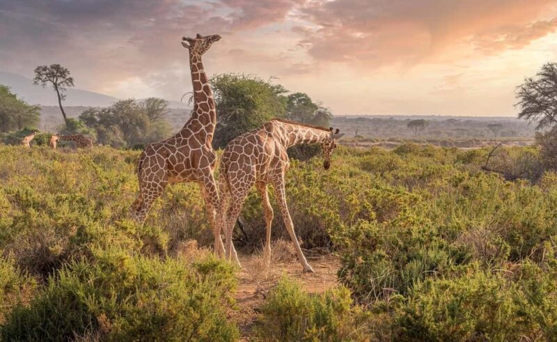 2 Days 1 Night Mikumi Np wildlife safari from Dar es salaam - Final Words
