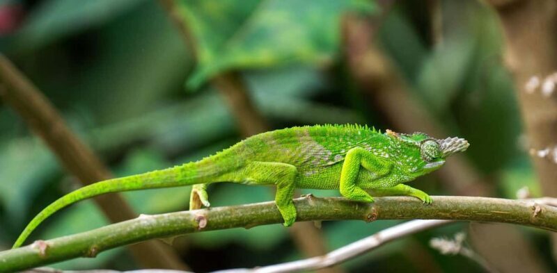 2 Days 1 Night Mikumi Safari & Chizua Waterfall - Transport, Accommodation, and Guides