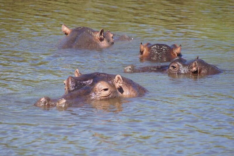 2 Days, 1 Night Mikumi Safari from Dar es Salaam - What’s Included and What’s Not
