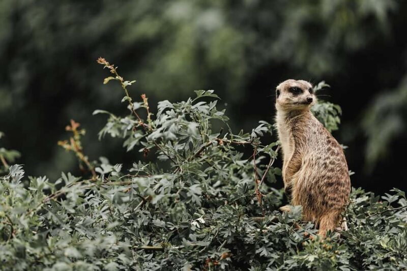 2 Days, 1 Night Mikumi Safari from Dar es Salaam - The Value of This Experience