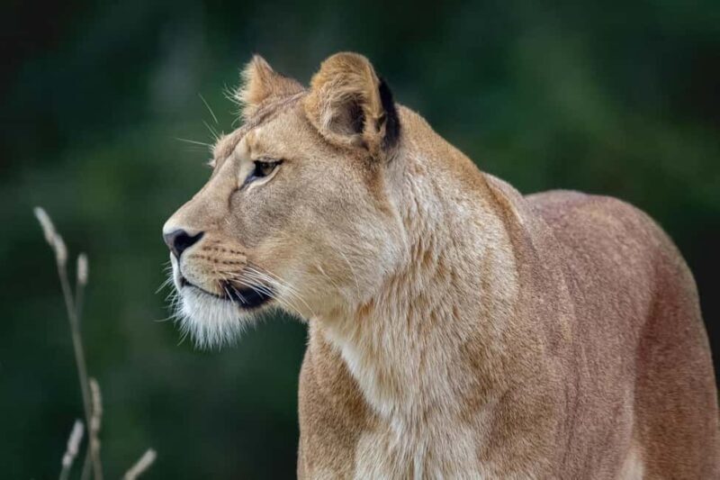 2 Days, 1 Night Mikumi Safari from Dar es Salaam - FAQ