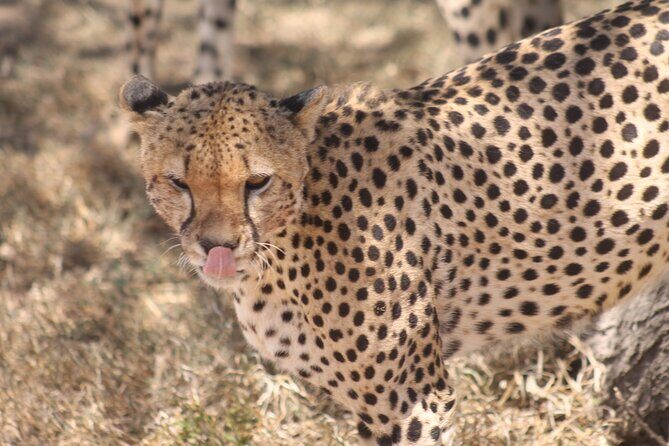 2 Days 1 Night Northern Joining Safari Private Tour - Key Points  
