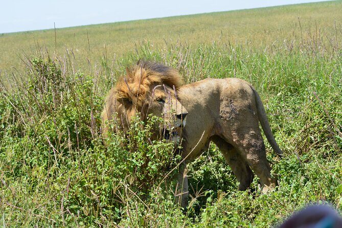 2 Days 1 Night Northern Joining Safari Private Tour - Transportation and Logistics