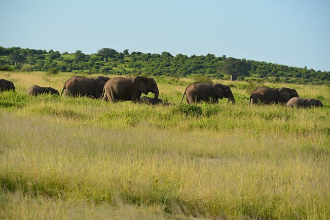 2 Days 1 Night Northern Joining Safari Private Tour - Who Is This Tour Best For?