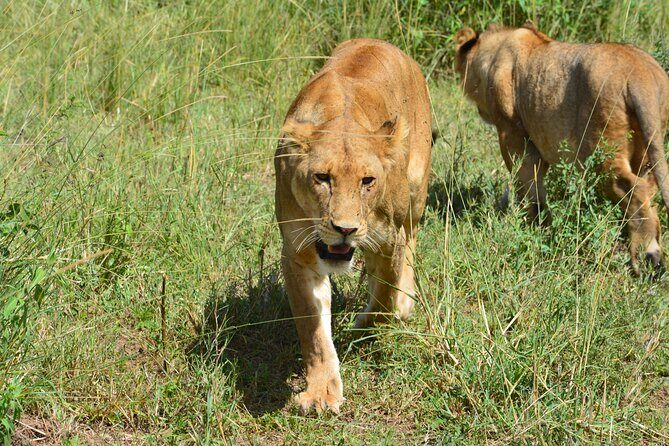 2 Days 1 Night Northern Joining Safari Private Tour - Final Thoughts