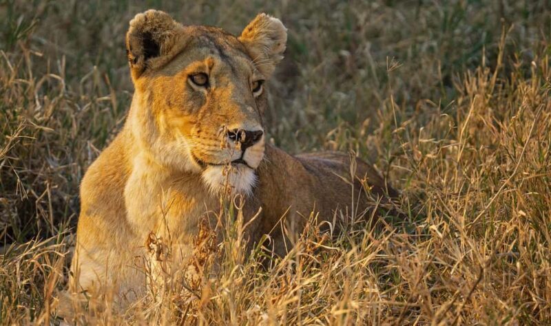 2-Days 1-night Nyerere National Park by flight from Zanzibar - Key Points