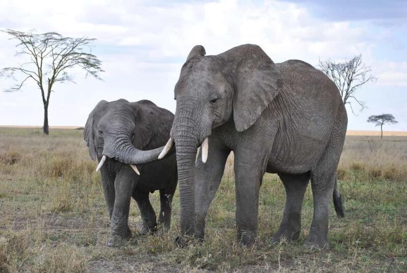 2-Days 1-night Nyerere National Park by flight from Zanzibar - FAQs