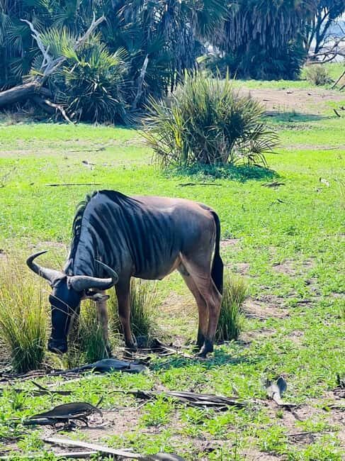 2 Days 1 Night Nyerere National Park from Zanzibar by flight - The Sum Up: Is This Tour Worth It?