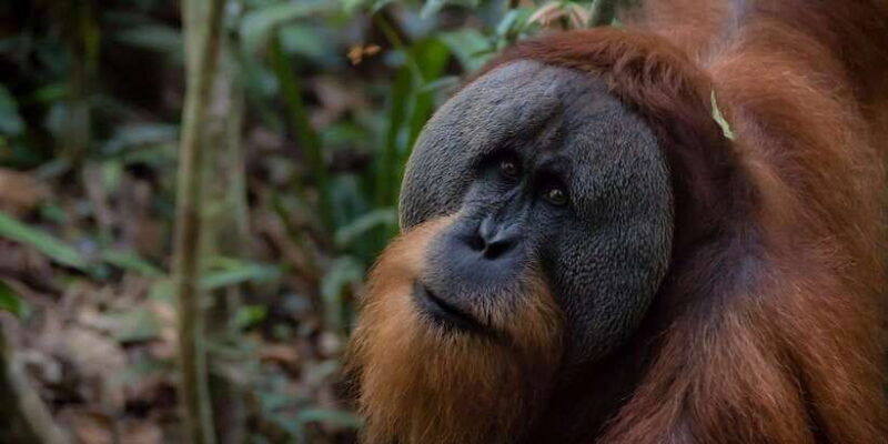 2-days-1-night-orangutan-trek-bukit-lawang