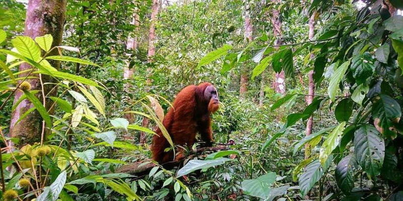 2-days-1-night-orangutan-trek-bukit-lawang