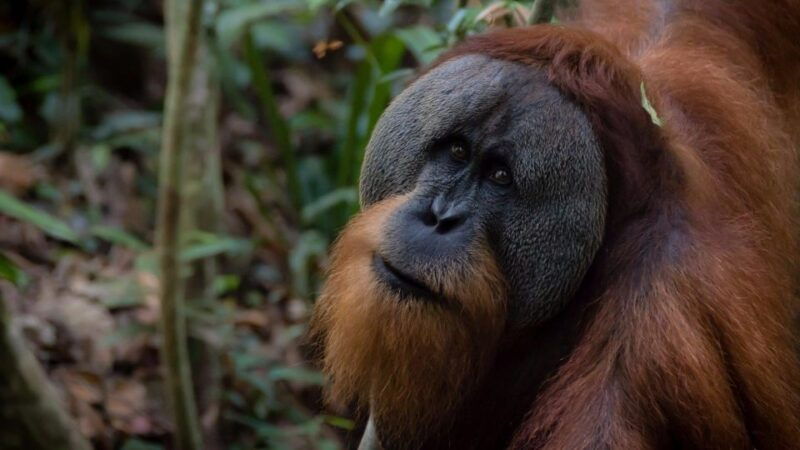 2-days-1-night-orangutan-trek-bukit-lawang