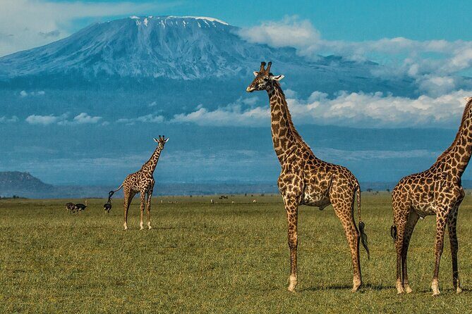 2 Days 1 Night Private Tour to Amboseli National park 4*4 Vehicle - Transportation and Comfort